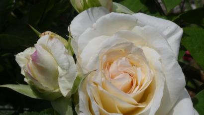 Bild: rn
Rosenblüte.