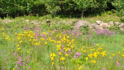 Bild: es
An dieser Augenweide am Ende des geologischen Lehrpfaders muss man einfach nur stehenbleiben und sich an der Pracht der Natur erfreuen.
