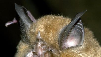 Bild: dpa
Die Große Hufeisennase: Auf diesem Foto kann man sie aus der Nähe sehen. Man kann aber auch einfach mal im Fledermaushaus Hohenburg vorbeischauen: Hier gibt es jeden Freitag öffentliche Führungen (ohne Voranmeldung), im Juni/Juli um 20 Uhr.