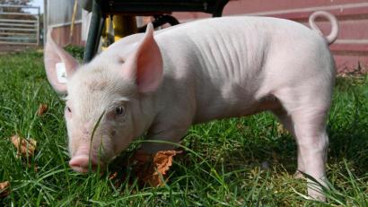 Symbolbild: Holger Hollemann/dpa 
Ein herrenloses Ferkel war in Geiselhöring unterwegs.