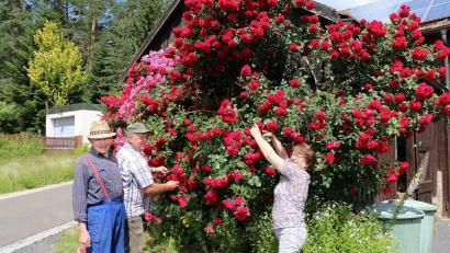 Bild: bsc
An Fronleichnam bereichern die prachtvollen Rosen von Ludwig Schultes (links) dieses Jahr den Blumenteppich des dritten Stationsaltars. Elisabeth und Erwin Bächer (von rechts) sammelten dieser Tage besondere Exemplare. Für die Unterstützung dankten sie den Blumenspendern besonders.