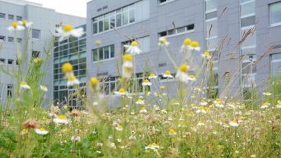 Bild: Gabi Schönberger
Jede Menge "echte Kamile" findet die Expertin auf dem Platz hinter dem Verlagsgebäude. Woran mag die "echte" erkennt? Zerteilt man das gelbe Köpfchen ist es hohl. Die Blütenblätter klappen - je älter die Pflanze wird - nach unten. Das ätherische Öl aus gepressten Kamillen ist Blau, was vom Farbstoff Azulen kommt.