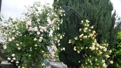 Bild: dob
Kleines Sommerglück im Garten.