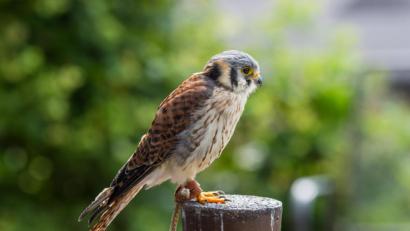 Bild: exb
"Herkules" ist wieder zu Hause.