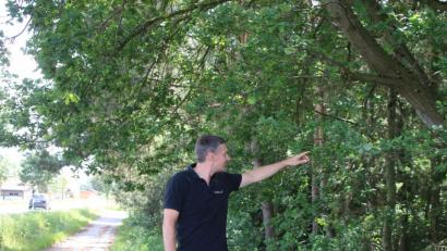 Bild: sne
Forstamtsrat Martin Gottsche besichtigt die Eiche an der Staatsstraße 2168.