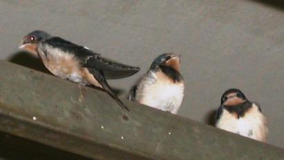 Bild: ld
Krach und Funken in der Werkstatt stören die Schwalben in Helmut Burners Werkstatt nicht. Bei Hitze schattig und bei Kälte gut geschützt, fühlen sich die Schwälbchen auf den Eisenträgern wohl