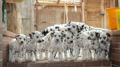 Bild: do
Die süßen Dalmatiner-Welpen "vom Klosterblick" dürfen sich in der Obhut der Familie Kaufmann entspannen.