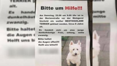 Bild: Nicole Falkenstein
Kurz nachdem der Hund verschwunden war, hängte der 38-jährige Halter die Plakate überall in der Amberger Altstadt aufgehängt.