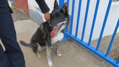 Bild: Polizei Sulzbach-Rosenberg
Handschellen waren nicht nötig bei dieser "Festnahme": Die Sulzbacher Polizei packte die ausgebüxte Hündin Zoey einfach am Halsband.