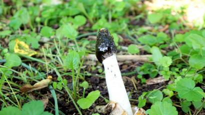 Bild: bkr
Stinkmorchel.