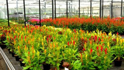 Bild: Stephan Huber
Farbenrausch an der Ohmstraße: Auch im Gewächshaus der Stadtgärtnerei blühen die Pflanzen in den schönsten Farben. Sie bleiben dort zur Reserve – falls ein Unwetter den Sommerflor verhagelt, Vandalen die Blumen ausreißen oder achtlos durch die Beete trampeln.