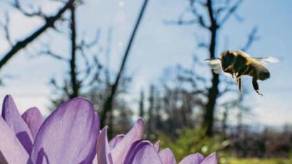 Bild: Frank Rumpenhorst/dpa
Im Frühling fliegen Bienen auf Krokusse.