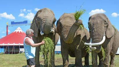 Bild: Gabi Schönberger
Hardy Weisheit, Wildtierexperte des "Circus Afrika" , füttert seine drei Elefantendamen mit frischem Gras.