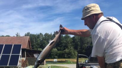 Bild: ca
Fliegender Fisch: Bernhard Hart wirft einen sibirischen Stör in ein Becken. Im Hintergrund ist die Solarstromanlage zu sehen, mit der die Warmwasserbrutbecken beheizt werden.
