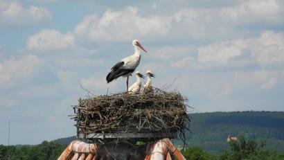 Bild: ibj
Im Beisein eines Altvogels erwarten die Storchenkinder Futternachschub im Nest auf dem Amberger Tor in Hahnbach.