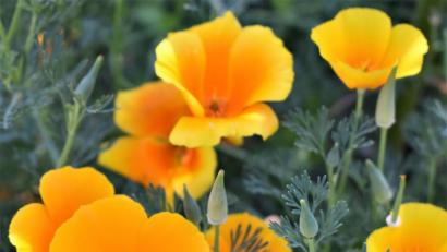 Bild: rgr
Der Goldmohn ist eine kalifornische Staatsblume.