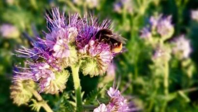 Bild: Markus Fleischmann
Genau hinschauen lohnt sich: Die Blühwiese in Winbuch ist jetzt schon Anziehungspunkt für viele Insekten.