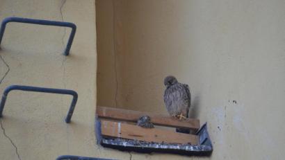 Bild: Benkhardt
Jetzt sind die jungen Turmfalken sicher.