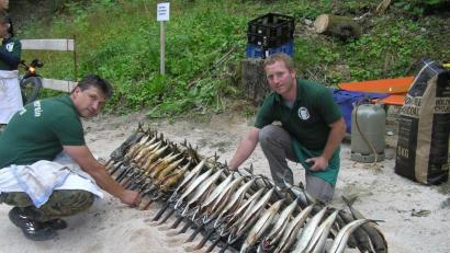 Bild: öt
Ein Highlight beim Neusorger Fischerfest sind die über der Holzkohle gegrillten Steckerlfische.