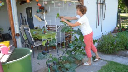 Bild: fz
Der Kletterzuccini. Ein erster Versuch, den Heidi Stangl wagt.