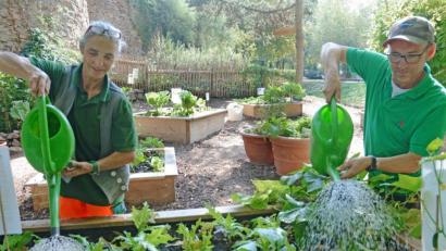 Archivbild: Gabi Schönberger
Im städtischer Garten an der Stadtmauer in Weiden darf man ernten, was die Stadtgärtnerei gepflanzt hat.