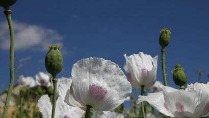 Bild: bsc
Um den Anbau von Mohn geht es beim nächsten Bio-Bauern-Stammtisch. Am Donnerstag, 4. Juli, steht die Sonderkultur im Mittelpunkt. Nach der Besichtigung einiger Felder erfolgt ein zwangloser Austausch in der "Schlossschänke" in Friedenfels.