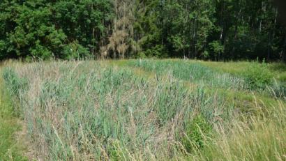 Bild: fz
Zwei kleine Schilfbecken, davor ein betoniertes Absetzbecken. Die Abwasseranlage Kleinpoppenhof sieht aus wie ein Biotop. Was ist daran so extrem teuer im Betrieb?, fragen sich die sechs Anschließer.