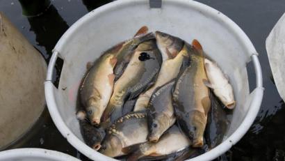 Bild: tr
Karpfen wachsen langsam heran. Drei Jahre dauert es, bis aus einem Setzling ein schlachtreifer Fisch geworden ist. Doch um ein Bio-Siegel zu erhalten, müssen noch mehr Faktoren erfüllt sein.