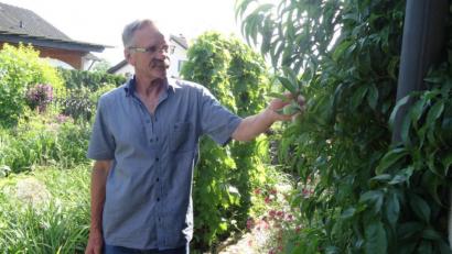 Bild: hka
Dem Pfirsichbaum geht es bei sommerlicher Hitze gut. Arthur Wiesmet freut sich über die reifenden Früchte.
