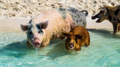 Bild: Tom Wirth
Für die schwimmenden Schweine reist Tom Wirth extra auf die Bahamas. Die Insel Big Major Cay ist eine von vielen Touristenattraktionen.