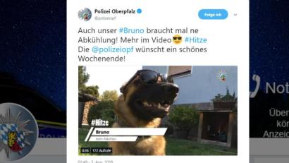 Bild: screenshot: twitter.com/polizeiopf
Polizeihund Bruno auf Twitter.