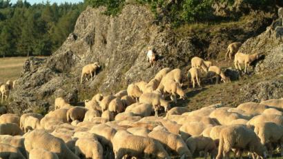 Symbolbild: Petra Hartl
Eine Schafsherde stürzte im Karwendelgebirge in den Tod.
