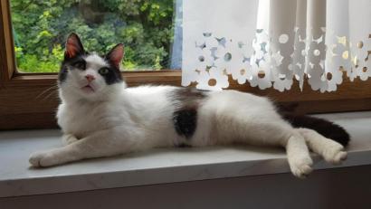 Bild: Tobias Gräf
Mag keine Hunde, liebt aber Menschen - insbesondere Frauen: Kater Siggi lebt seit April bei Sabine Schmid in Meerbodenreuth und braucht nun ein neues Zuhause.