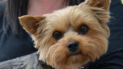 Symbolbild: Petra Hartl
Ein Yorkshire-Terrier blickt treuherzig in die Kamera. Ein Hund dieser Sorte ist am Freitag in Schwandorf in einem aufgeheizten Auto zurückgelassen worden.