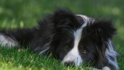 Symbolbild: Patrick Pleul/dpa