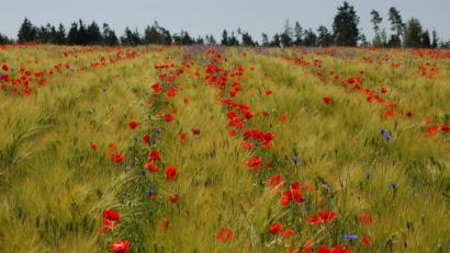 Bild: Barbara Ströll, Öko-Modellregion
So schaut ein Bio-Acker von Karl Trummer in Oberweißenbach aus: Wintergerste mit Mohn-Streifen. Das Streifenmuster ergibt sich durch die besondere Anbauweise der Dammkultur. Dabei bleibt zwischen den Getreidereihen viel Platz für Wildkräuter und Feldlerchen.