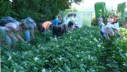 Bild: Portner
Früher gab es schulfrei zum Kartoffelkäfer-Klauben. Die Schüler der 7c der Doktor-Eisenbarth-Mittelschule suchten im Unterricht nach dem Schädling. Sie waren Gäste auf dem Kartoffel-Pflanzgarten des Ortenburg-Gymnasiums und lernten dort alles Wissenswerte rund um die Feldfrucht kennen.