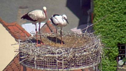 Bild: Webcam Stadt weiden
Sie teilen ihr Nest mit einer Schwedin, die seit heuer die neue Frau an der Seite des Weidener Storchs ist.