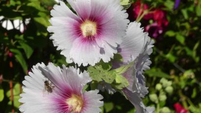 Bild: rn
Malven als "Landeplatz" für Insekten.