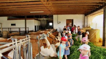 Bild: ds
Mit Begeisterung verhalfen die Kinder den Rindern im Offenstall des Biolandhofs von Erlebnis-Bäuerin Ulrike Appel (rechts) zu einem zusätzlichen Frühstück mit frischem Grün.