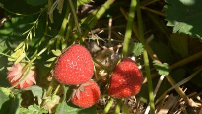 Bild: Benkhardt
Die Erdbeeren sind reif.