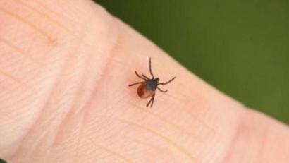 Bild: (C) Pfizer/www.zecken.de/exb
Zecke