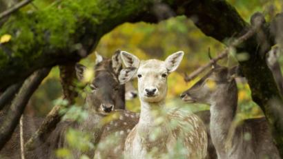 Bild: Christophe Gateau/dpa
Symbolbild: Damwild in einem Gehege.