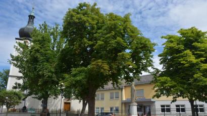 Bild: jr
Prächtig gedeiht die von Baumsachverständigen Edgar Wenisch in aufwendiger Weise revitalisierte Rosskastanie (Mitte) am Therese-Neumann-Platz. Dankesworte gab es dafür im Marktgemeinderat.