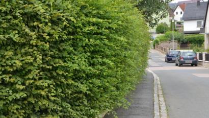 Bild: dob
Die Grundstücksbesitzer sollten mehr auf den Heckenzuschnitt achten.