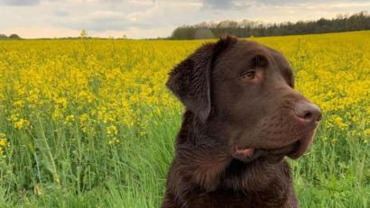 Bild: Polizei Sulzbach-Rosenberg
Hündin Ondra hatte Glück - sie hat beim Gassigehen einen Giftköder gefressen. Weil ein Tierarzt sofort eingegriffen hat, geht es ihr jetzt schon wieder gut.