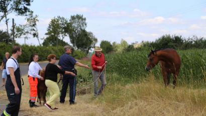 Bild: rw
Während sich Christina Lehner (Dritte von links) um das Pony kümmert, versuchen unter anderem Erwin Hoffmann und Polizeihauptkommissar Dieter Striegl (von rechts) sowie Passanten die ausgewachsene Stute mit gutem Zureden und Futter einzufangen.