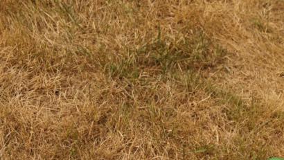 Bild: arw
Ist der Rasen im Garten noch so braun, sollen die Bürger darauf verzichten ihn zu gießen und kein Auto waschen.
