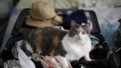 Bild: agentur_dpa
Im Koffer kann das Haustier natürlich nicht mit in den Urlaub fahren. Wer mit seinem Tier verreist, muss frühzeitig eine ganze Menge Vorbereitungen treffen.