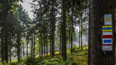 Bild: exb
Im Oberpfälzer Wald hat der Wanderer die Qual der Wahl. Wie hier am Goldsteig bei der Burgruine Weißenstein im Steinwald sind viele schöne Wanderwege gut beschildert: ein Verdienst von Wegepaten.